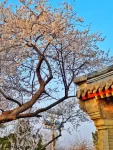 3春游摄影拍照桃花北京北海白塔公园(生活一半诗意一半烟火，手执烟火以谋生，心怀诗意以谋爱！)-喵神素材库