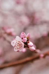 北京桃花拍照(初春山桃)-喵神素材库