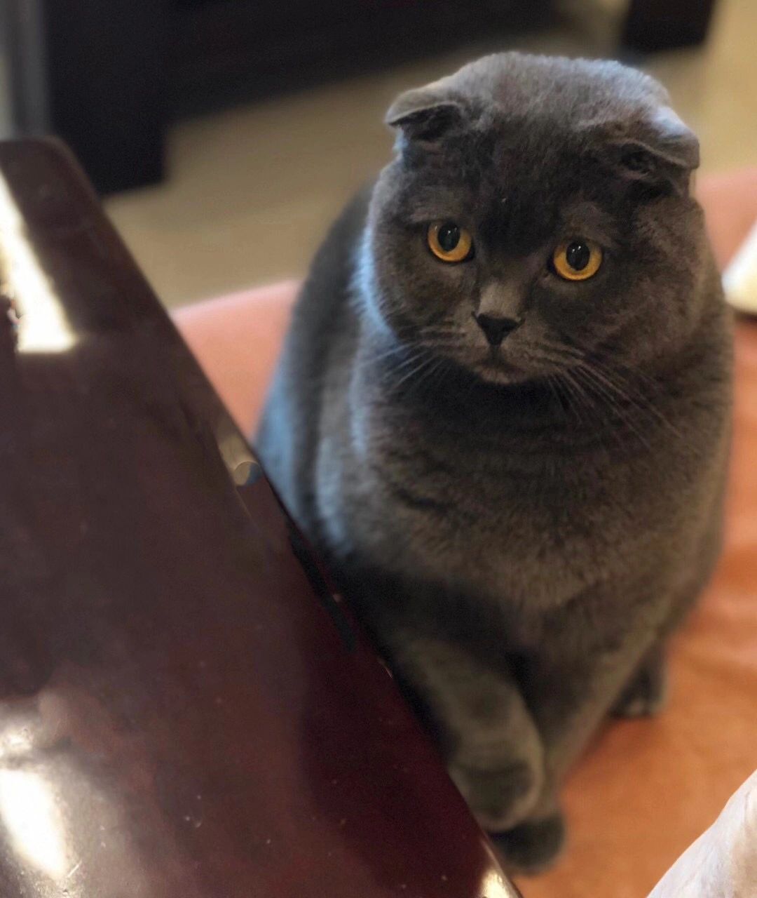5宠物萌宠猫英短蓝猫(对别人不抱有期待 也就不会受到伤害)-喵神素材库