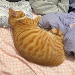 宠物萌宠猫(吵架的主题是：它挠我的皮床我就凶了它几句！我没错吧？)-喵神素材库