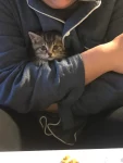 猫咪毛茸茸可爱狸花(超可爱小梨花)-喵神素材库