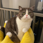 可爱猫咪蓝白日常(猫咪日常  )-喵神素材库