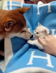 宠物萌宠猫狗(我家柴和猫都爱争宠,你们的也是这样么\\t)-喵神素材库