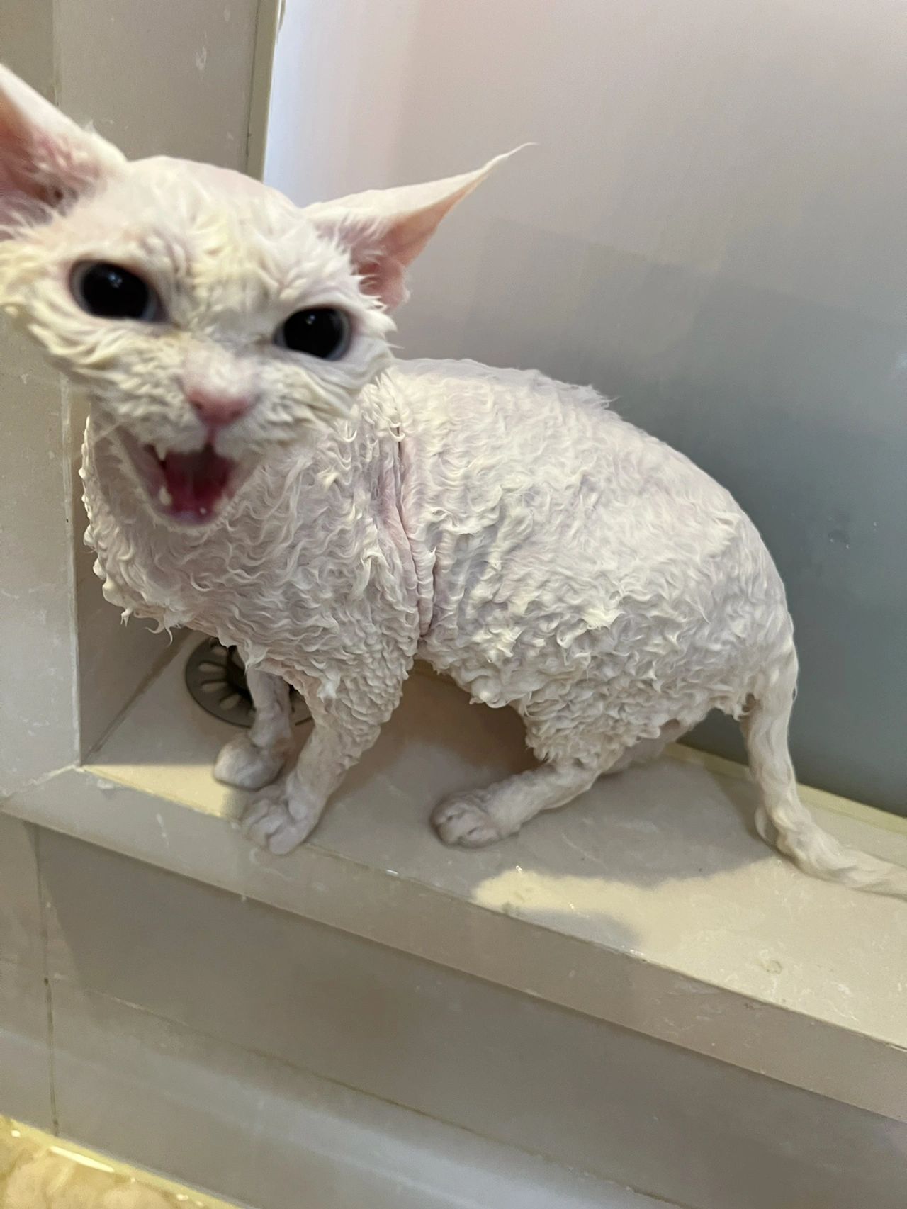 4德文卷毛猫宠物小可爱 (又到了可以自由洗澡的季节今天没有浴缸)-喵神素材库