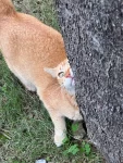 宠物猫(满脸写着：几点了才送月子餐来)-喵神素材库