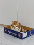 猫咪毛茸茸可爱(天天不让抱，)-喵神素材库