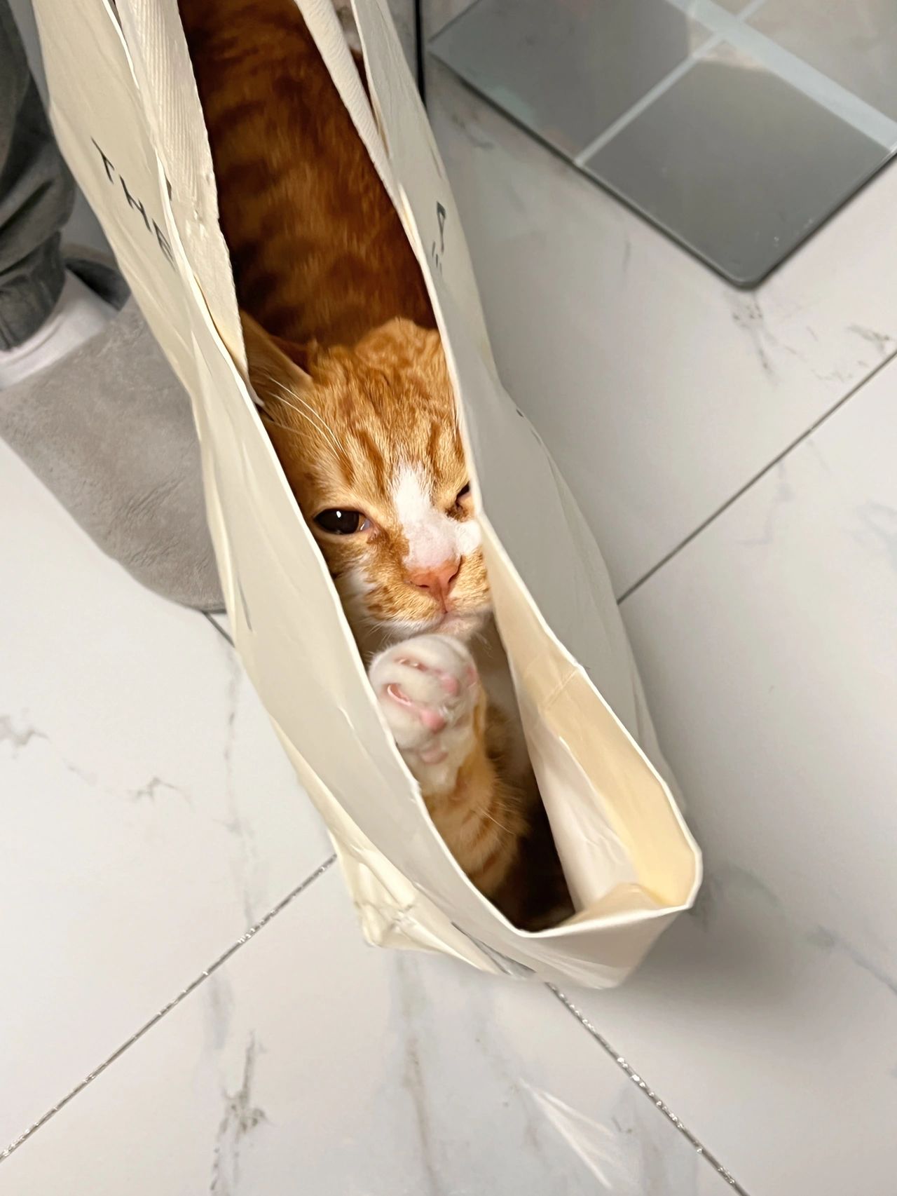 宠物萌宠猫(看它眼神真的好委屈哦是它自己给自己打包好的)-喵神素材库