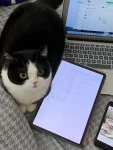3宠物萌宠曼基康矮脚猫 (希希:今天捣点什么乱好呢给她电脑踩出个格式化吧)-喵神素材库