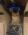 豪车，猫咪，车内，晚上，夜晚(感觉什么都失去 又感觉什么都没失去。 )-喵神素材库