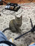 宠物萌宠猫电吉他(怎么？你也想弹吗？)-喵神素材库