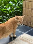 猫宠物绿植抓拍(我先来：乱世巨星～叱咤风云 我任意闯 万众仰望)-喵神素材库