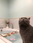 浴缸美食猫(我的小可爱)-喵神素材库