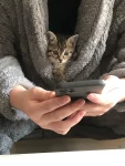 猫咪毛茸茸可爱(开始是养猫啦)-喵神素材库