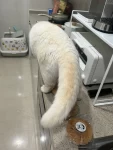 宠物萌宠猫(及格及格贝果yyds！)-喵神素材库