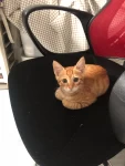 猫咪毛茸茸可爱小猫(取了新名字 叫Lucky希望它能一直幸运  )-喵神素材库