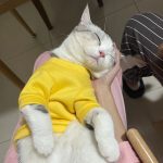 宠物萌宠猫( 半年长得也太快噜！都7斤重了！每一次回家都感觉又长胖了一丢丢)-喵神素材库