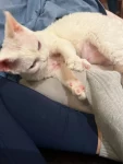3宠物萌宠猫德文卷毛猫(\\t现在真的是招之即来挥之即去啊越来越像狗子了嘿真的很爱它)-喵神素材库