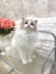 宠物萌宠猫猫咪日常(小猫咪的烦恼➕1糟糕 我麻又要出差好几天晚上没有暖暖的被窝可以钻ee们的被窝还缺小可爱暖床吗)-喵神素材库