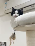 2曼基康矮脚猫吸猫奶牛猫宠物萌宠猫猫(怎么会有那么黏人的小猫咪啊)-喵神素材库