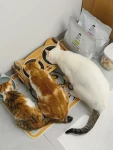 猫咪毛茸茸可爱小猫(不理解但大为震惊系列猫是不是真的会看时间的，每天到点就排队蹲在洗碗池这里也不出声，就这样默默看着你，用眼神催饭)-喵神素材库