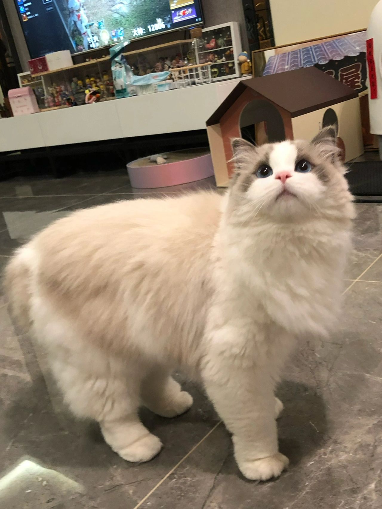 5宠物萌宠布偶猫(思念如马，自别离，未停蹄。)-喵神素材库