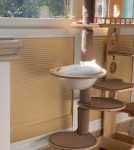 宠物萌宠猫(晒太阳的猫咪)-喵神素材库