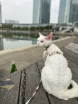 瀹犵墿钀屽疇鐚捣杈?,\