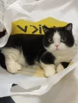 瀹犵墿钀屽疇鐚?,\