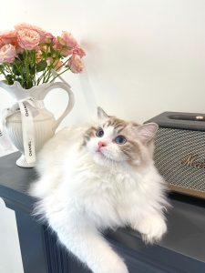 宠物萌宠猫猫咪日常(不知道猫猫正天都在想什么呢)-喵神素材库