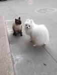 5猫宠物萌宠暹罗猫 (暴风雨结束后，你不会记得自己是怎样活下来的。你甚至不确定暴风雨真的结束了。但有一件事是确定的：当你穿过了暴风雨，你就不再是原来那个人。)-喵神素材库
