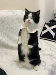 2曼基康矮脚猫奶牛猫宠物猫咪(我承认每次它盯着一个地方看的时候我方了)-喵神素材库