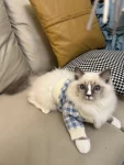 2猫咪宠物萌宠布偶猫(给他穿衣服  突然跟不会走路了一样的 我废了)-喵神素材库