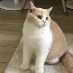 猫咪毛茸茸可爱撒娇(der总到家第一天活蹦乱跳以后请多多关照呀)-喵神素材库