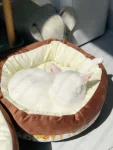 1宠物猫猫窝玩具家晚上(现在的汤圆怎么回事？)-喵神素材库