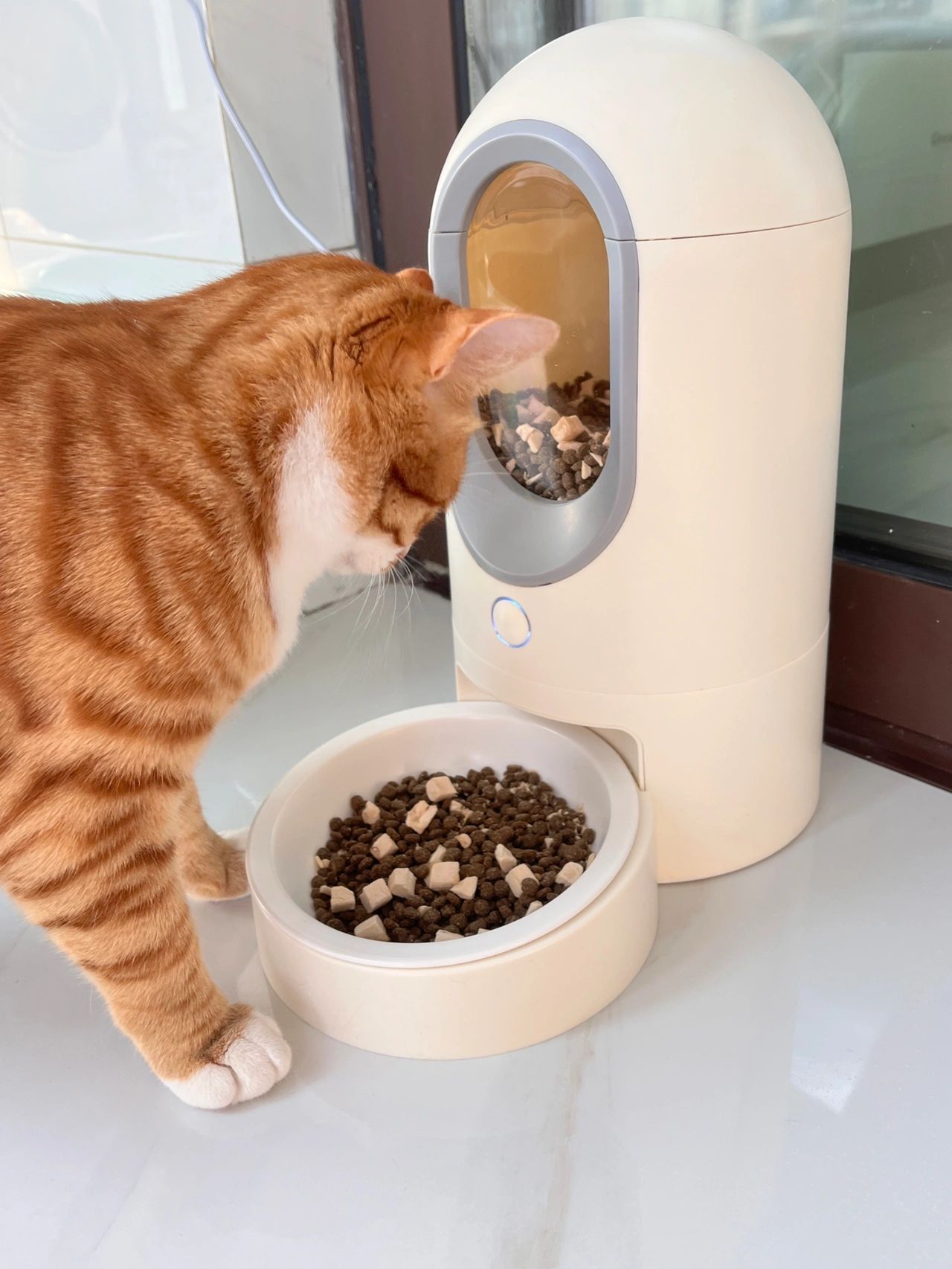 宠物萌宠猫猫粮(除了吃饭不要抱，其余都粘我，这真的是爱的负担吗？)-喵神素材库