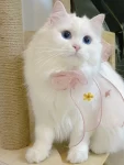 我的萌宠吸猫猫咪日常猫爬架(我眼睛里有时候也能扯出两根猫毛，有啥办法去空中猫毛不，最近热起来了，每个猫都成蒲公英了)-喵神素材库