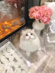 宠物萌宠猫猫咪日常(春天在哪里 在小朋友的眼睛里)-喵神素材库