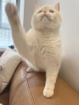 3宠物萌宠猫(lucky猪猪脸是真的圆)-喵神素材库