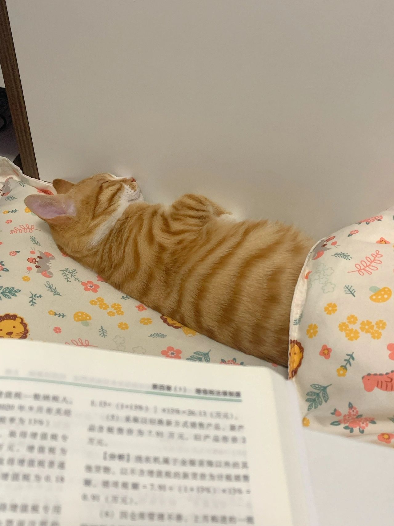 宠物萌宠猫(天天睡觉一天睡25个小时你都不想想自己的未来吗猫粮罐头自己不需要努力争取吗\\t)-喵神素材库