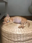猫咪毛茸茸可爱(1个多月橘猫)-喵神素材库