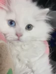 英国长毛猫宠物萌宠异瞳猫(好喜欢看它的眼睛，一边蓝宝石一边绿宝石)-喵神素材库