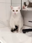 猫咪，萌宠，可爱，宠物(往那一坐就是瓶猫型洗手液…)-喵神素材库