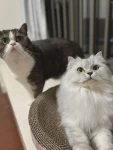 猫咪好看高冷白灰色(长歪了)-喵神素材库