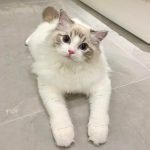 宠物萌宠猫猫咪日常(今天我扮演的角色是: 可爱鬼)-喵神素材库