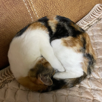 猫咪日常撸猫(回家过年的猫咪没有一丝丝来到陌生环境应有的拘谨)-喵神素材库