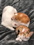 萌宠，猫咪，宠物，可爱(崽：终究是我一个喵扛下了所有)-喵神素材库
