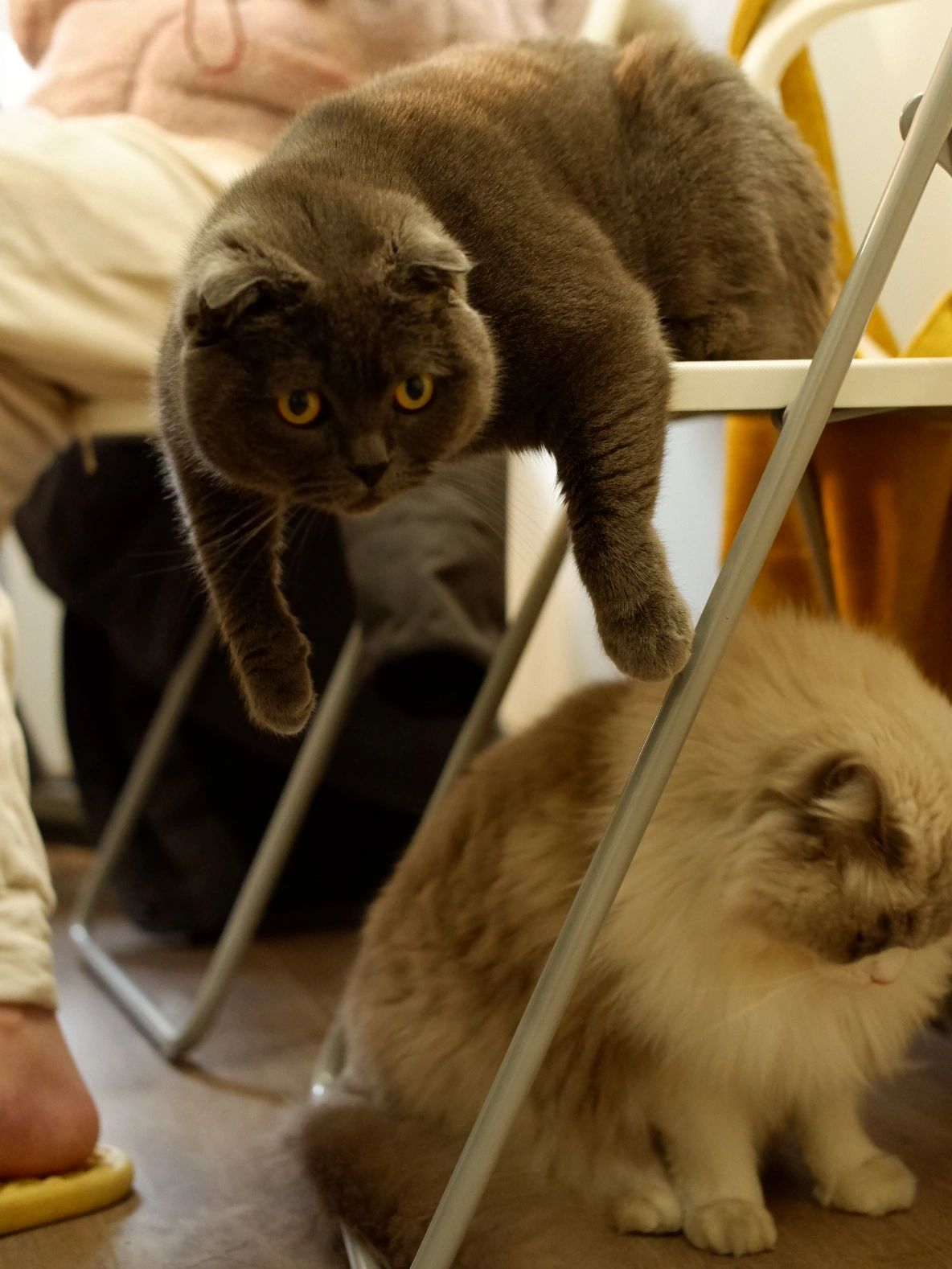5宠物萌宠猫英短蓝猫拍照(继续疯狂晒猫哈哈哈)-喵神素材库