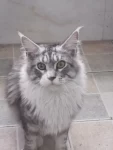 猫咪毛茸茸可爱缅因猫(请求好心人救救小可怜，是一位小姐姐捡到的。)-喵神素材库