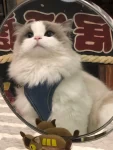 4布偶猫宠物萌宠撸猫小可爱(身边有一只一直陪着你的小猫咪超级棒)-喵神素材库
