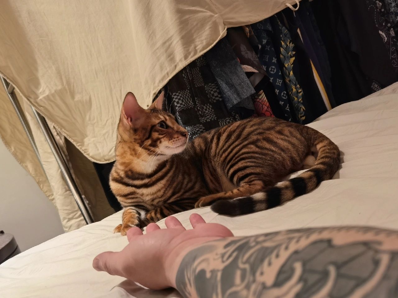 宠物萌宠猫(玩具虎猫)-喵神素材库